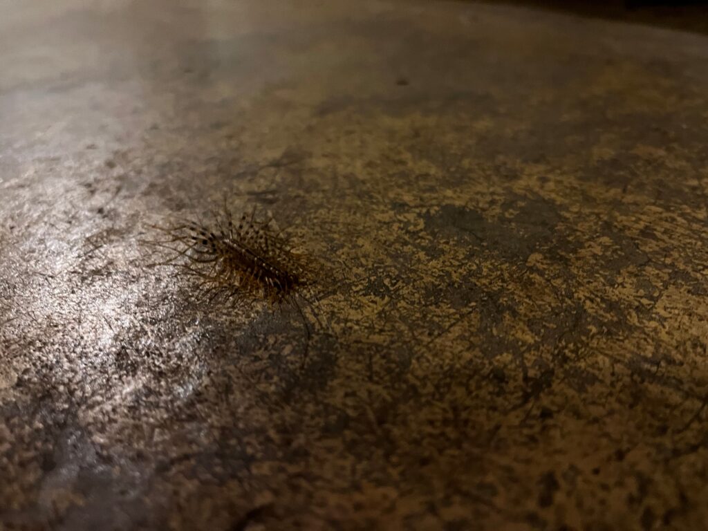 A centipede on the floor.