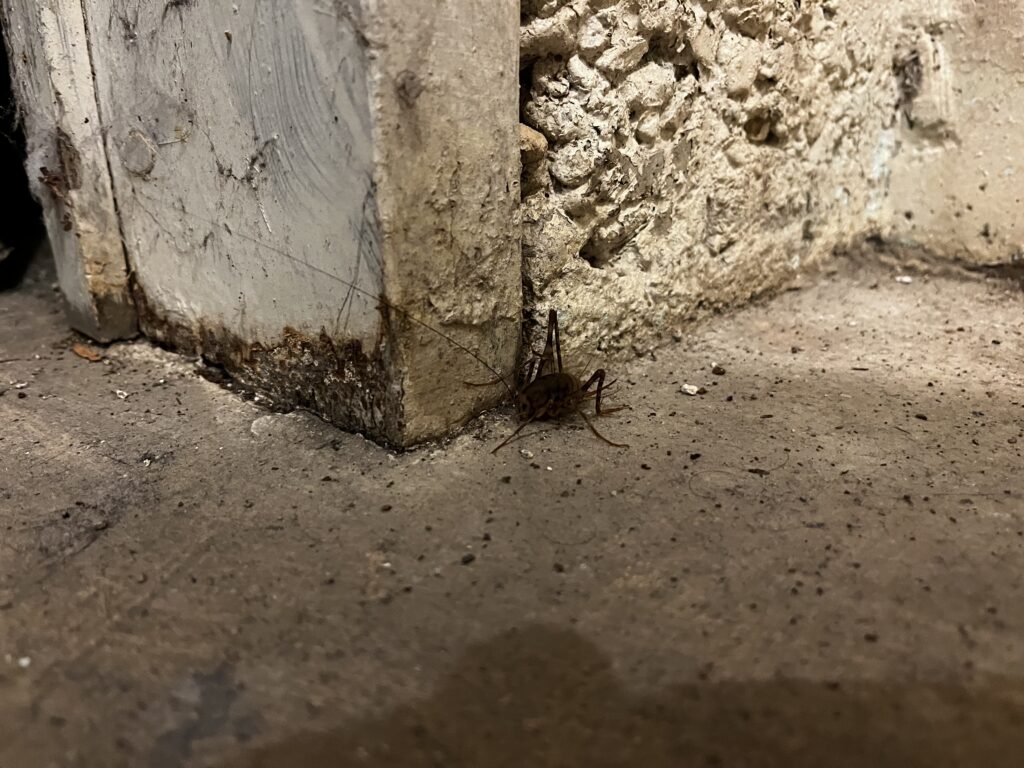 A camel cricket missing an antenna stands near a corner on a dirty floor.