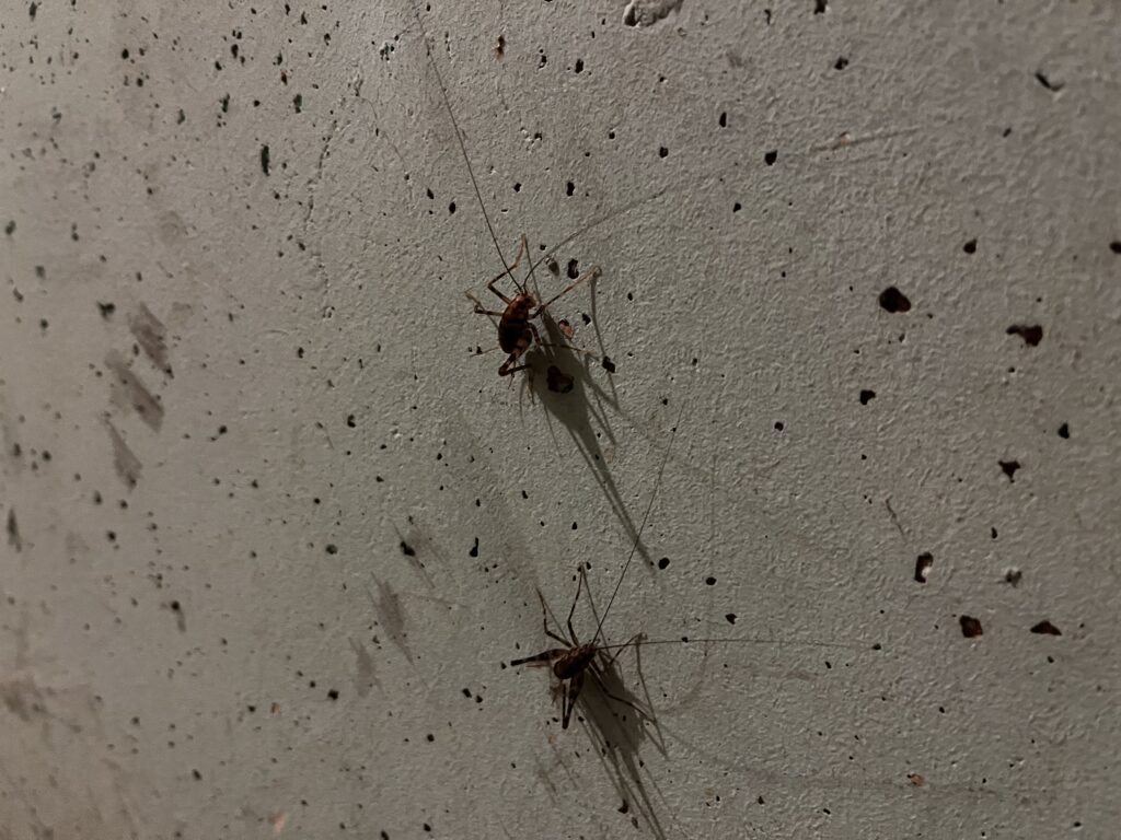 Two crickets standing on a wall.