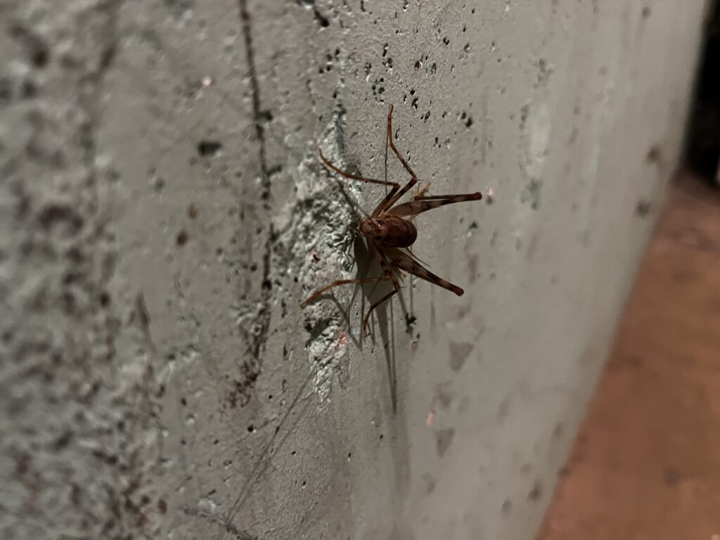 A cricket on the wall. The cricket is looking straight into the camera.