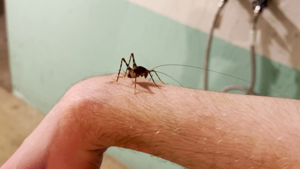 A cricket standing on my hairy wrist.