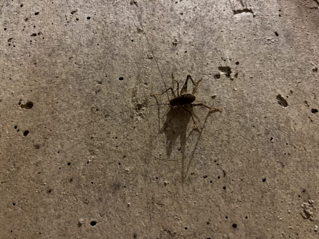 A cricket on a cratered concrete wall.