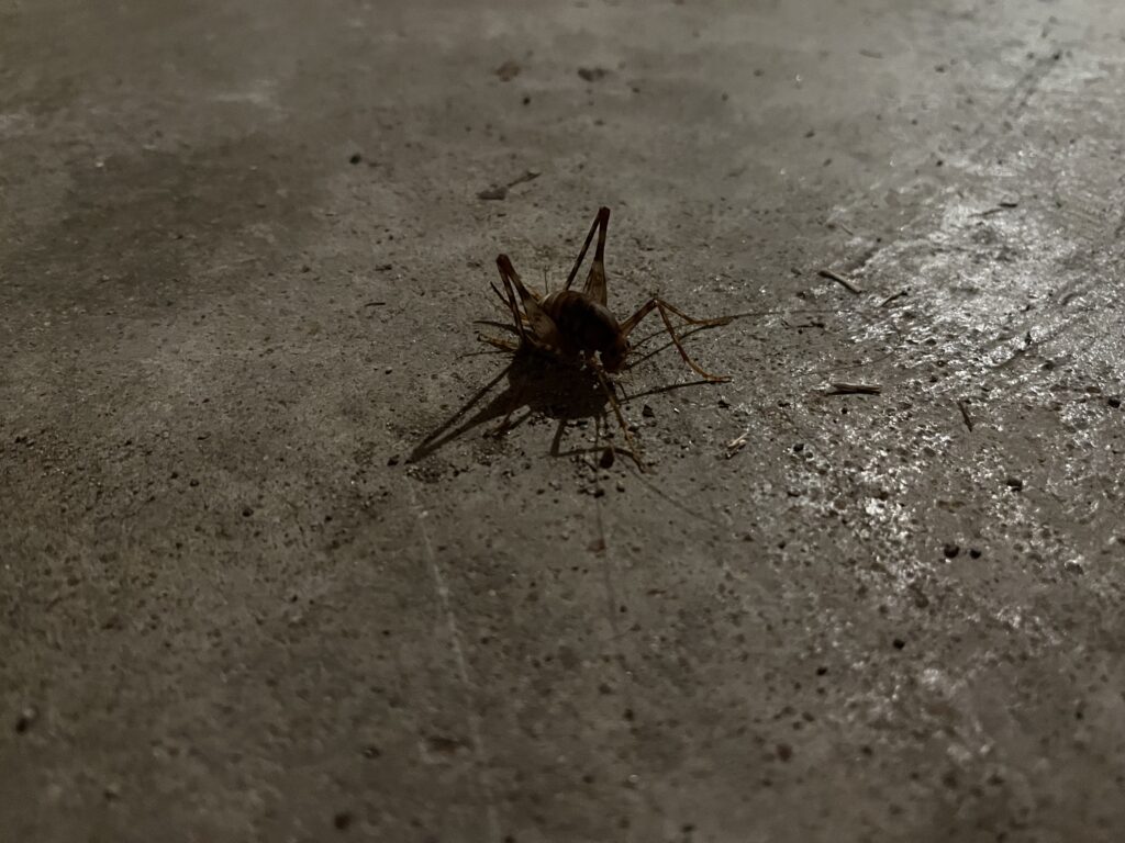 A cricket standing alone in the floor.
