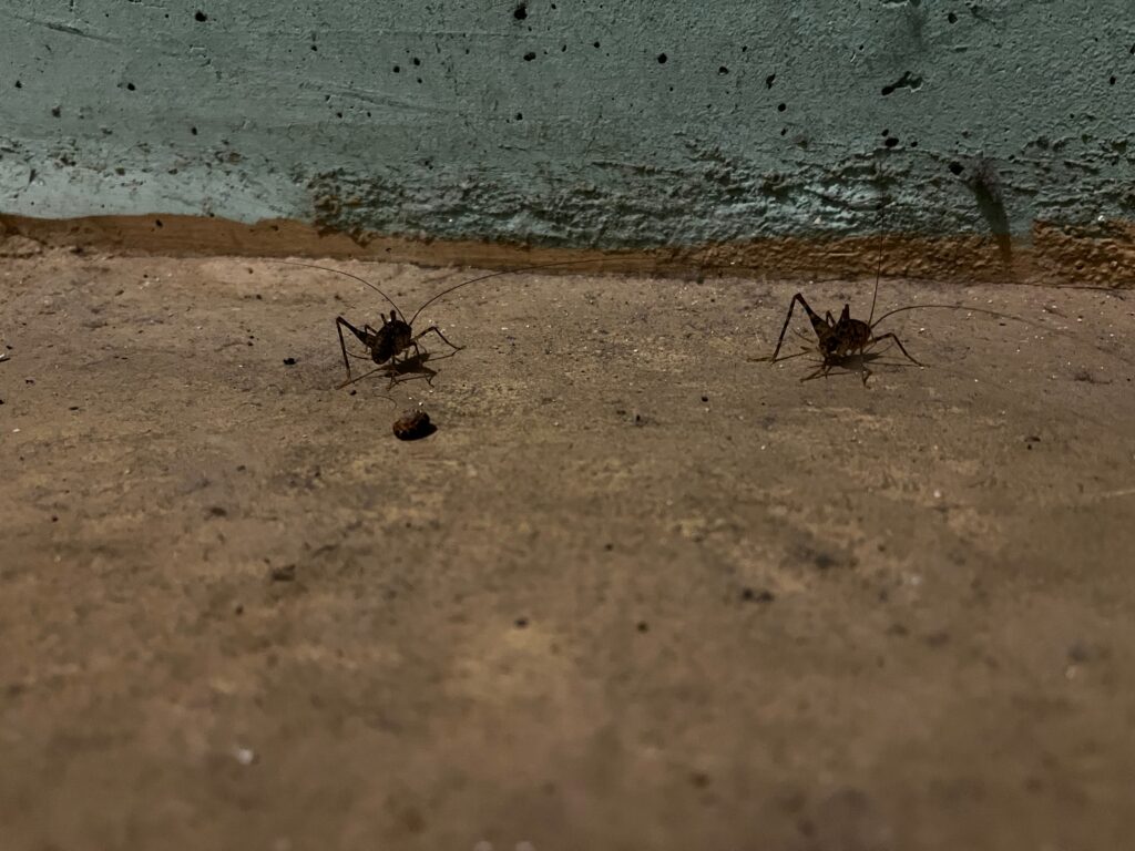 Two crickets standing near a wall.